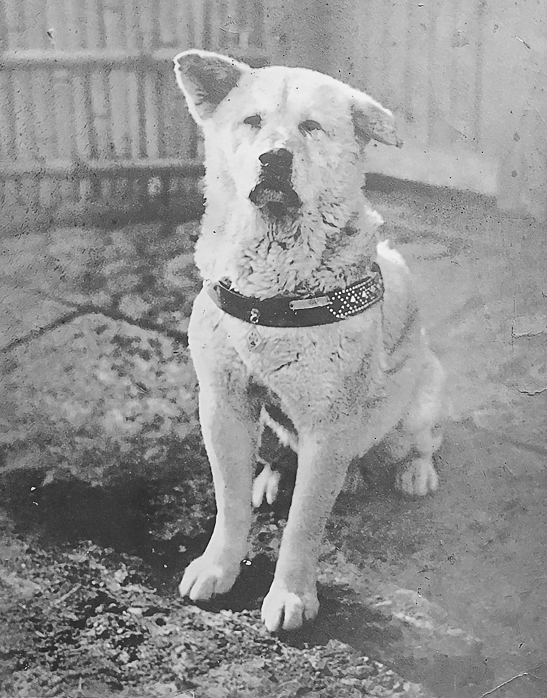 Faithful_Dog_Hachiko_Photo