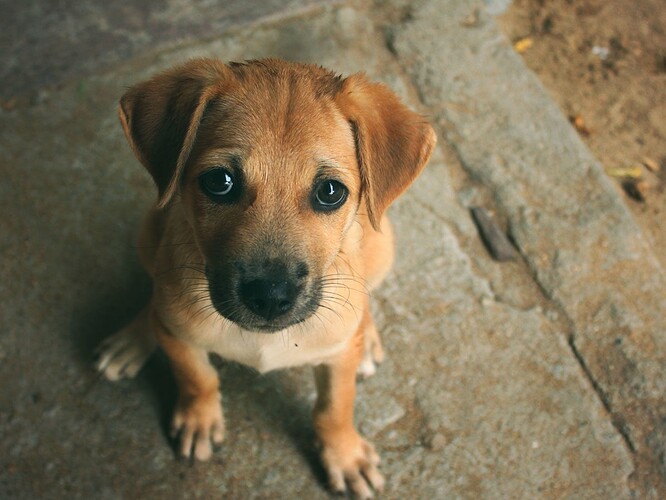 BLOG-Sad-Dog-1200x900-1200x900