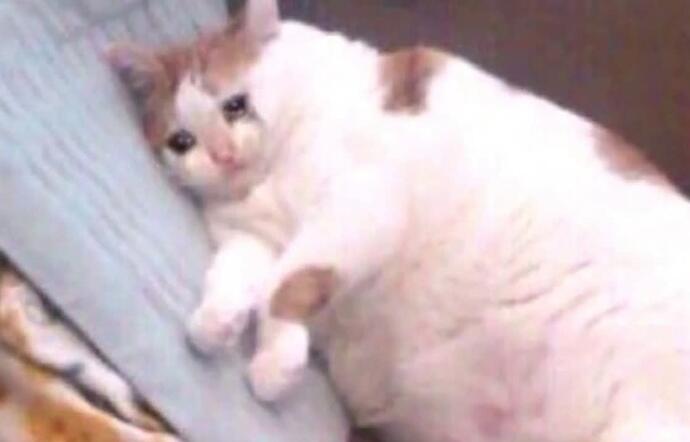 paint-your-pet-as-the-cryig-cat-meme