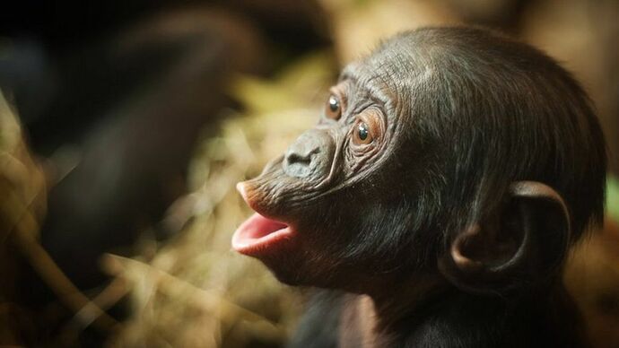 ape