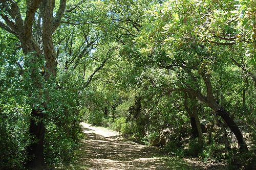 05_tunisie-forets
