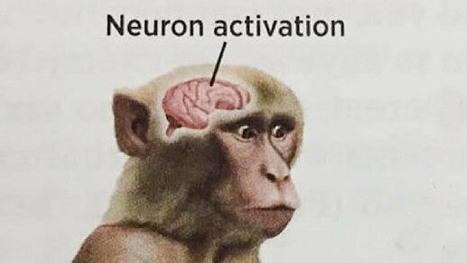 monkeyneuronactivation