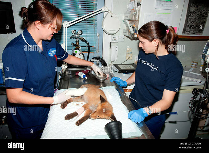 veterinary-nurses-applying-supportive-dressing-to-hind-leg-fox-vulpes-D7ADEM