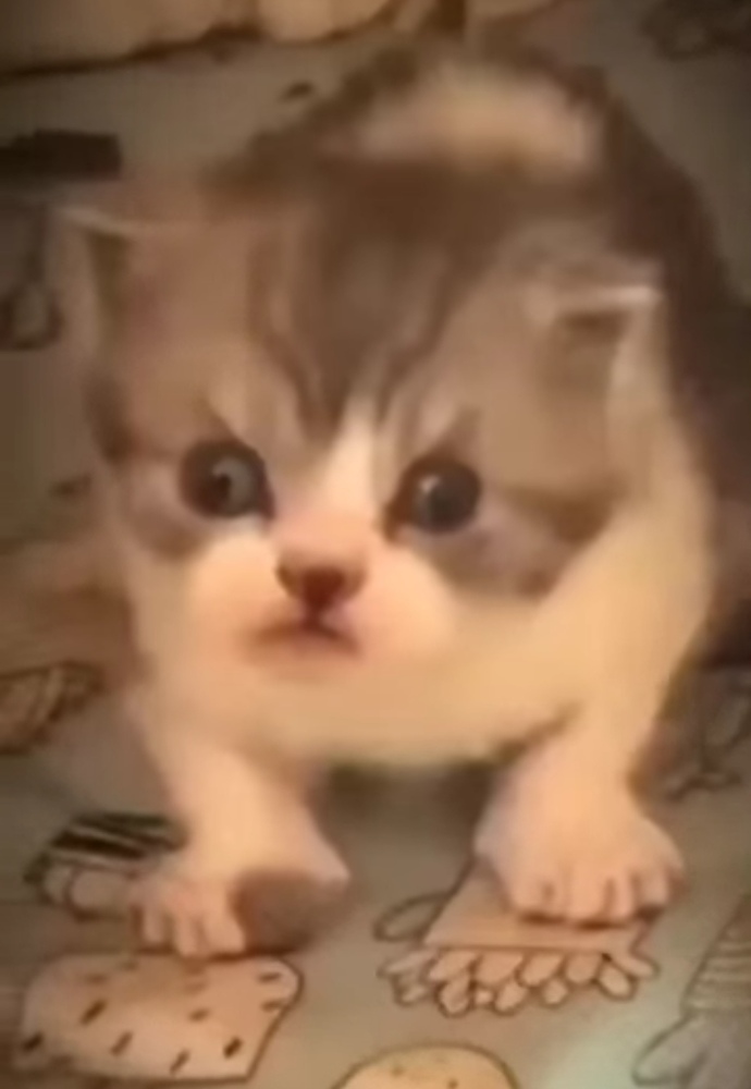 Screenshot_20251110_120938_com.vkontakte.android_edit_567470364981117