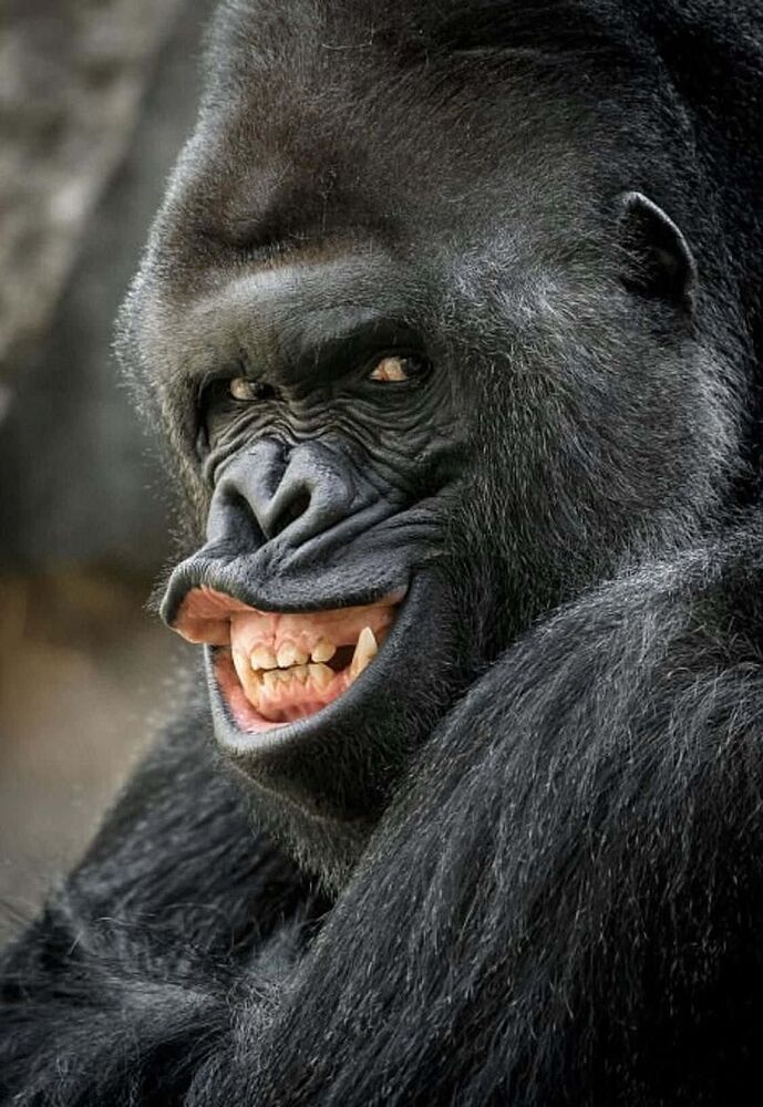 funny-gorilla-pictures-7xdeia62b4tt0qae