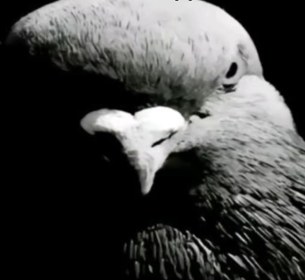 Screenshot_20251029_182837_com.vkontakte.android_edit_185500359575339