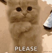 cat-begging