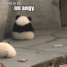 im-angry-panda-im-angy
