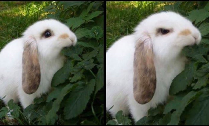 angry rabbit