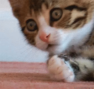 ouaaahhh-cat-gif