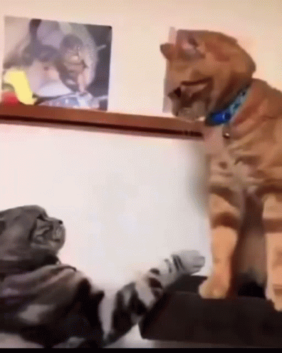cats-fighting-fighting-cats