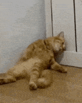 h2di-cat-dead