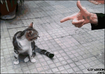 cat-fake-dead