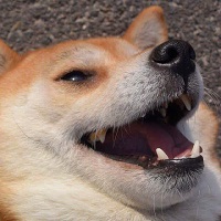 лол-мемы-doge-Сиба-ину-3295575