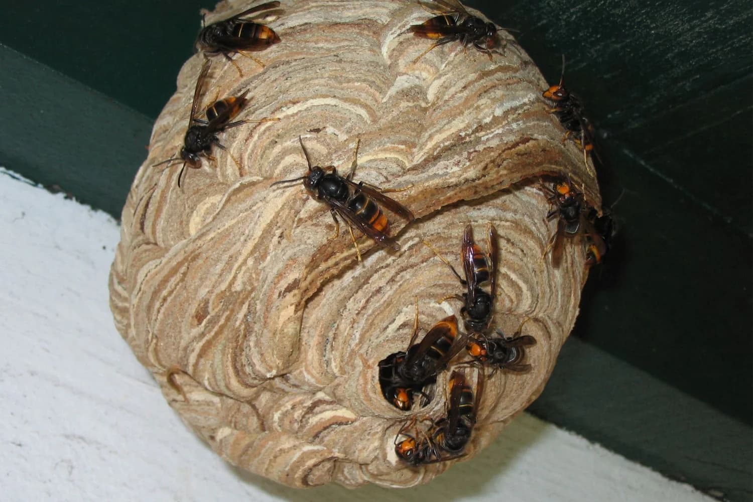 Hornet-nest-mob_1600x