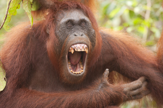 orangutansmile3
