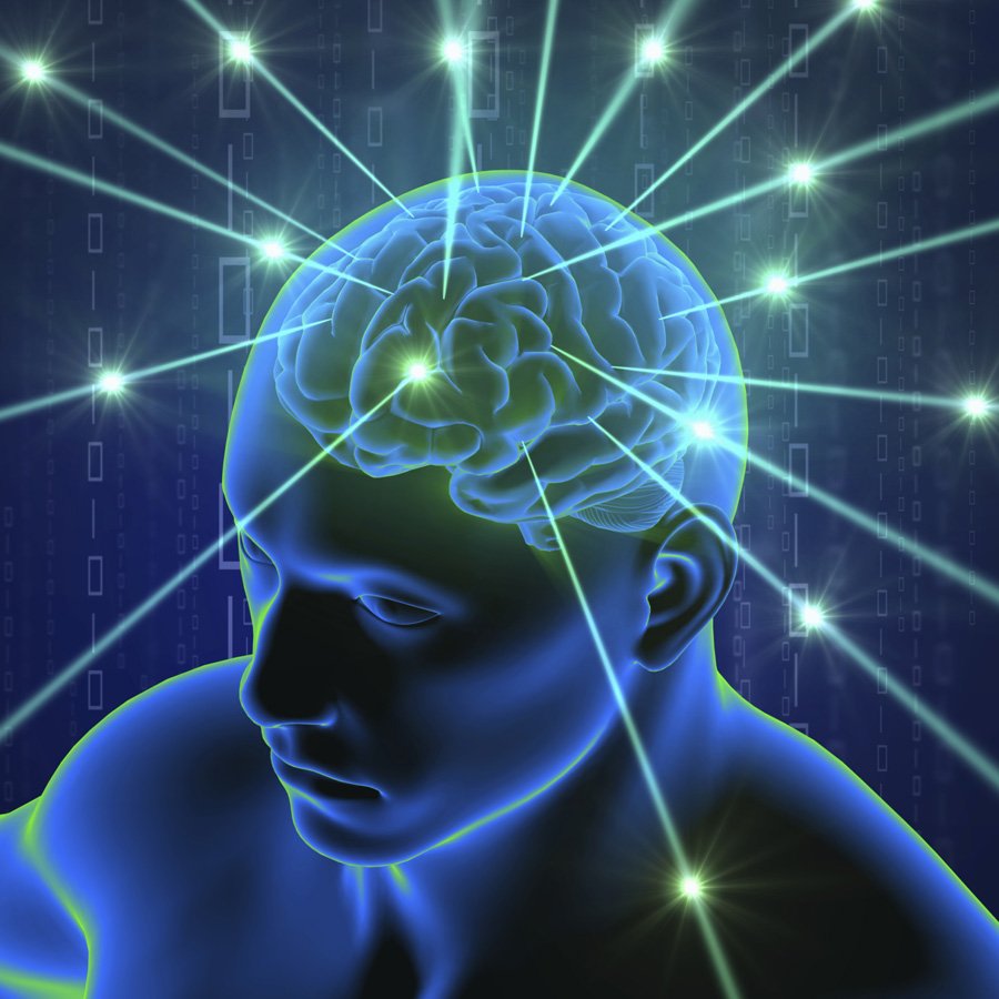 brain