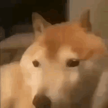 bonk-meme