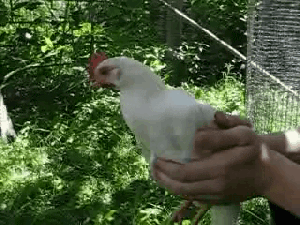 chicken