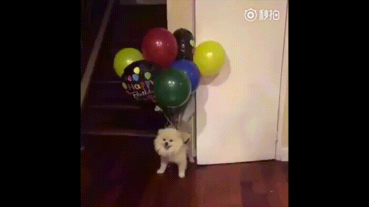 DOG XD