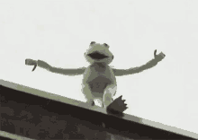 kermit-fall-and-back