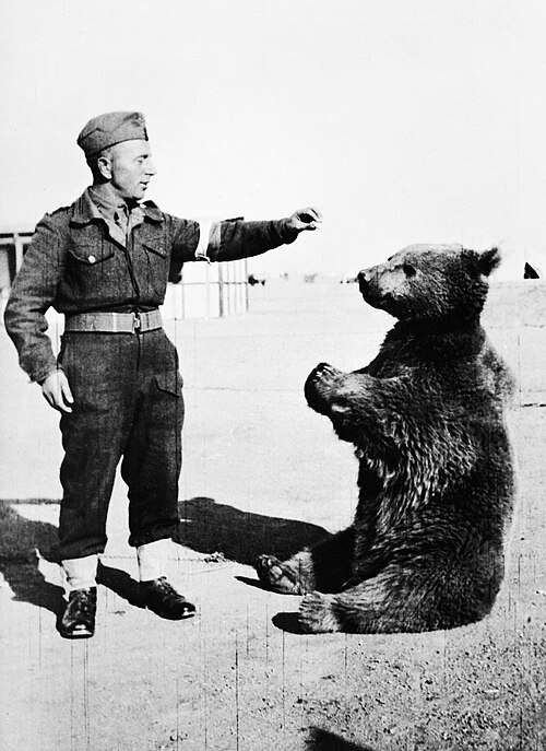 Wojtek_the_bear