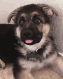 german-shepherd-lick
