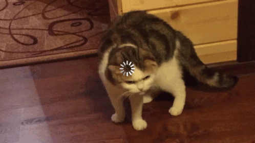 loading-cat