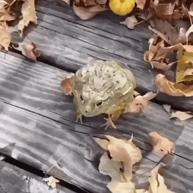 frog-jumping