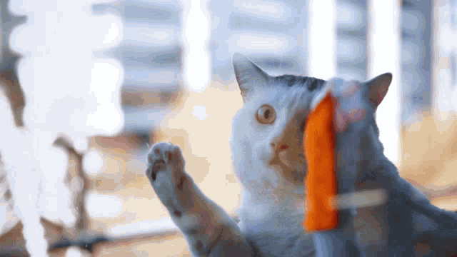 catclean