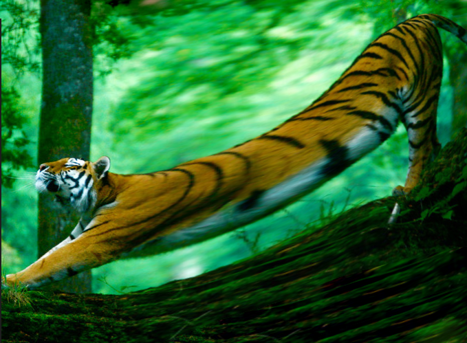 elastiger