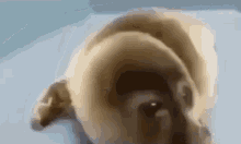 crying-seal-sad-seal