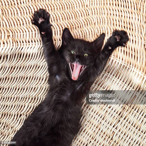 surprise-kitty-cute-black-cat-screaming