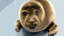 baby-seal-sad