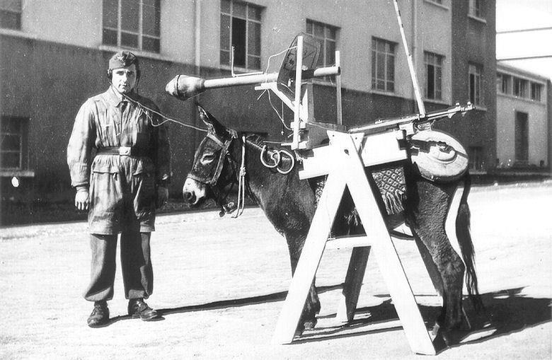 donkey