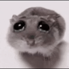 very-sad-hampter-huhu