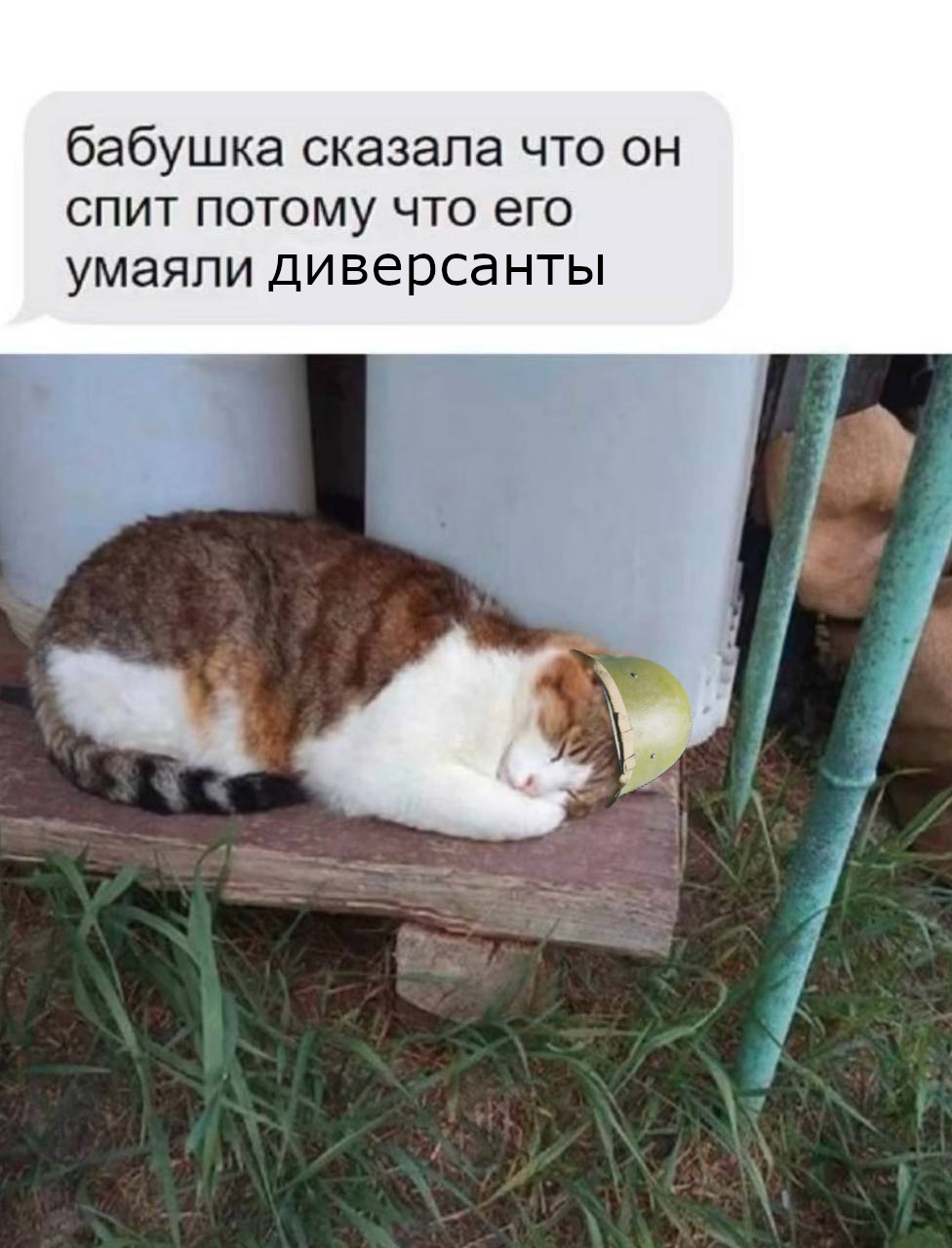 уставыший котик