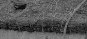 15190-tolstomyasyy-sherman-17 (1)