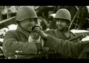 stalingrad_cat