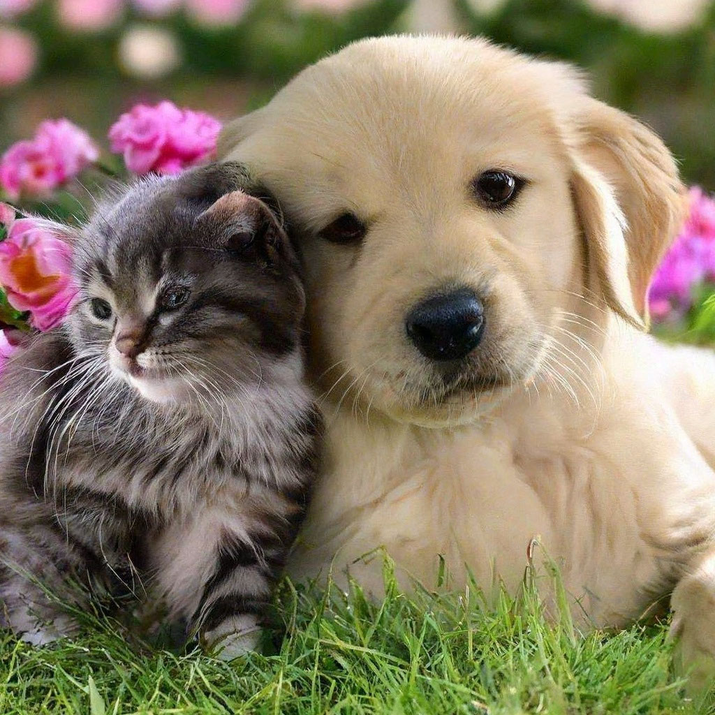 5fe70e8e0283612_upscaled