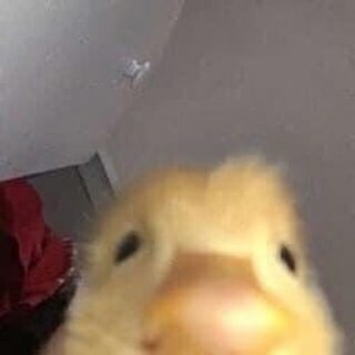 RnesuOg1WZY