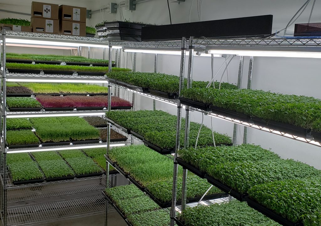 Grow-room-1024x721-1