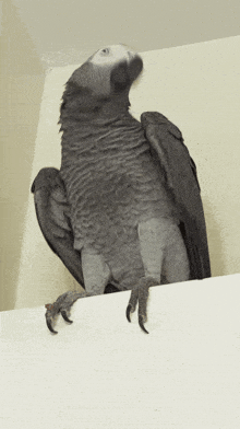 apollo-g-bird-african-grey