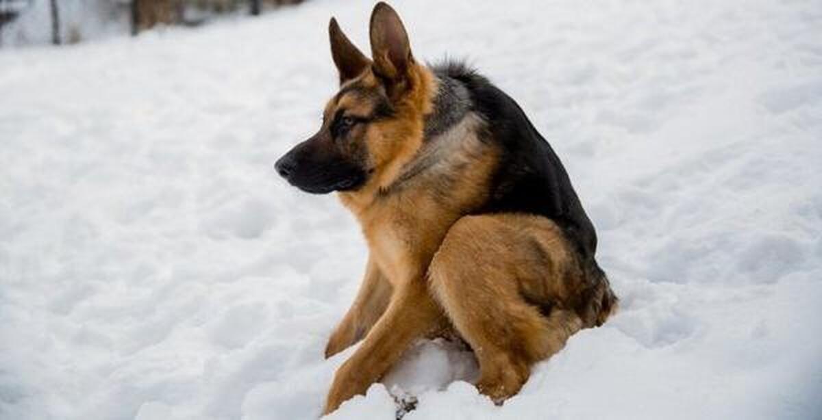 og_og_17233165322642203