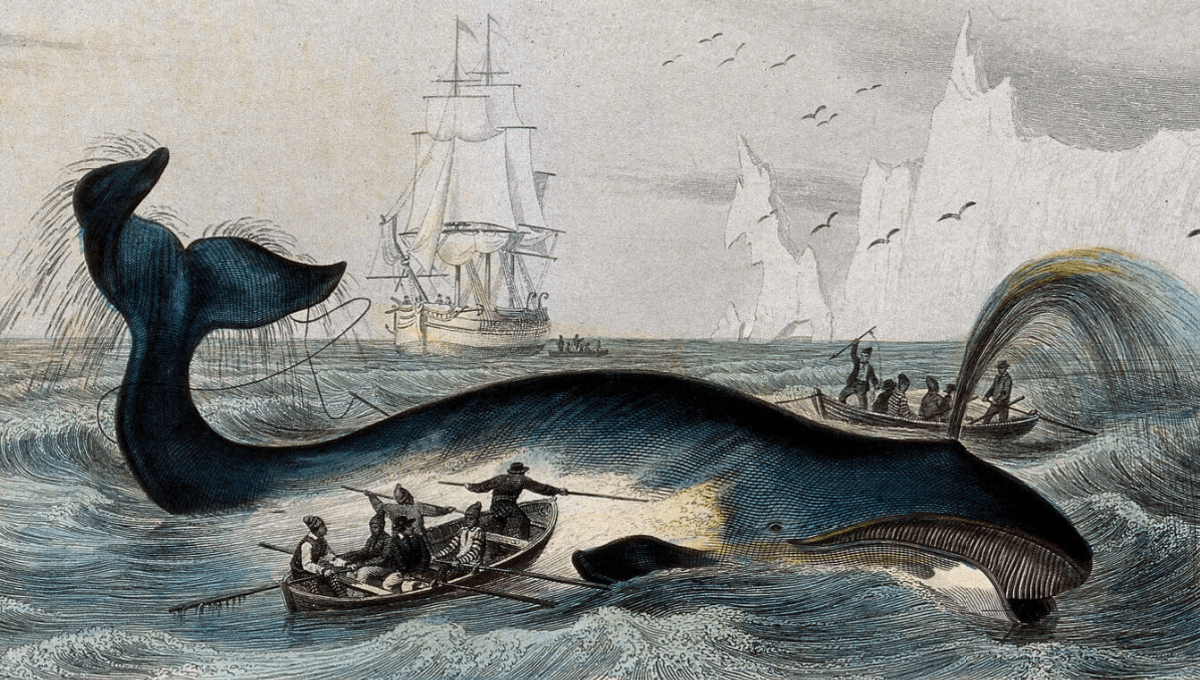 Whaling